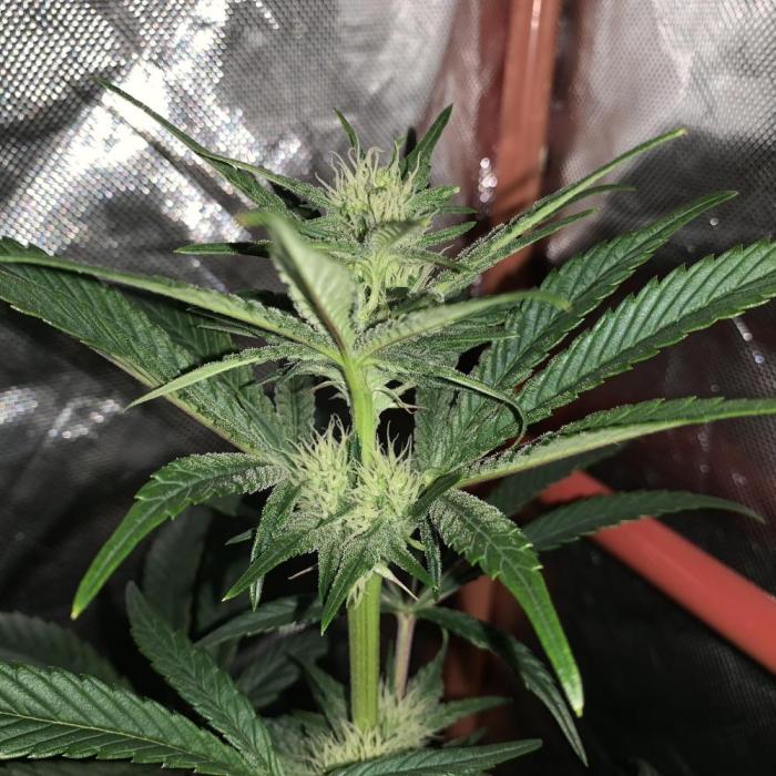Exodus Cheese (GHSC). Week 5