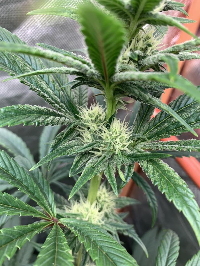 Exodus Cheese (GHSC). Week 6