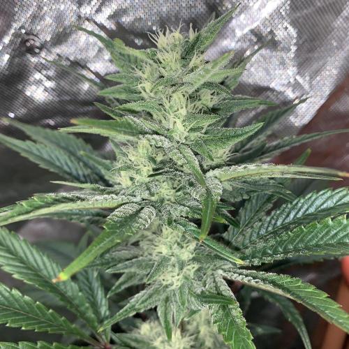 Exodus Cheese. Week 7