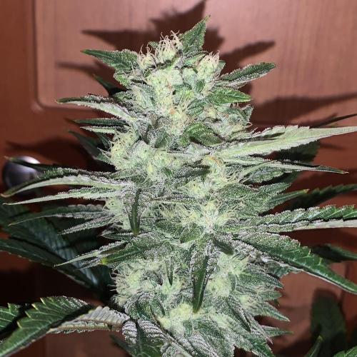 Exodus Cheese (GHSC). Week 8