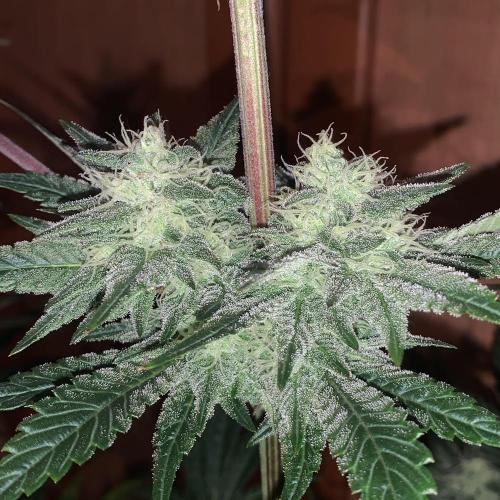 Exodus Cheese (GHSC). Week 8
