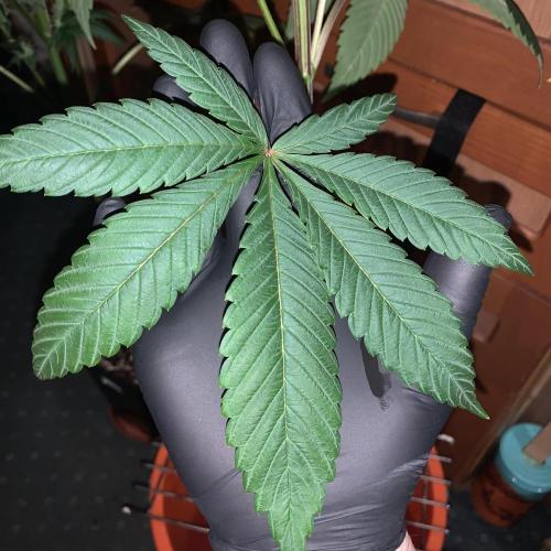 Exodus Cheese. Week 8