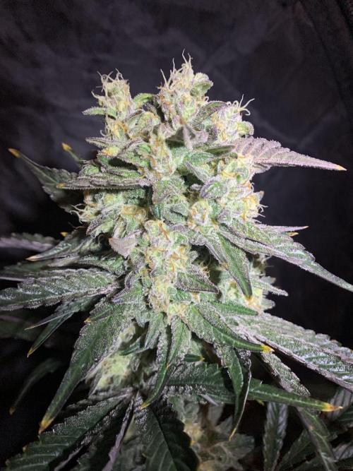 Exodus Cheese (GHSC). Week 9