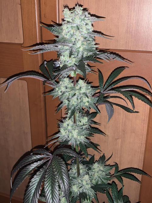 Exodus Cheese (GHSC). Week 9