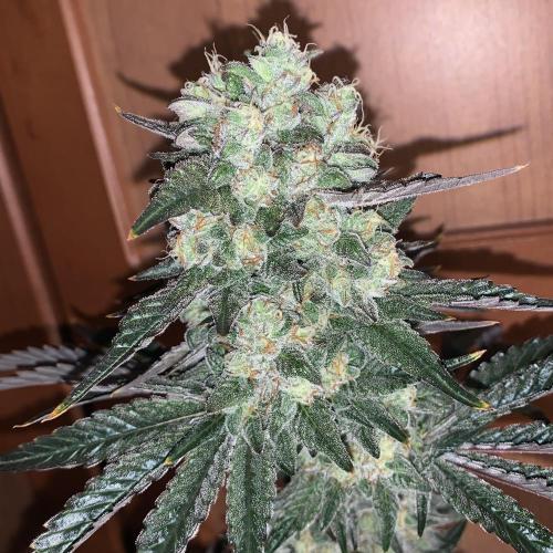 Exodus Cheese. Week 9