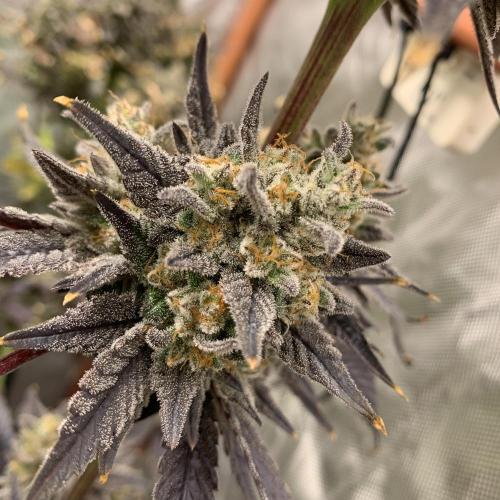 Exodus Cheese (GHSC). Week 10