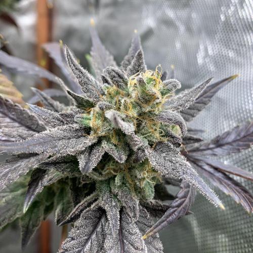 Exodus Cheese (GHSC). Week 10