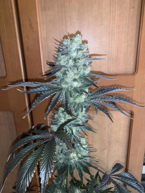 Exodus Cheese. Week 10