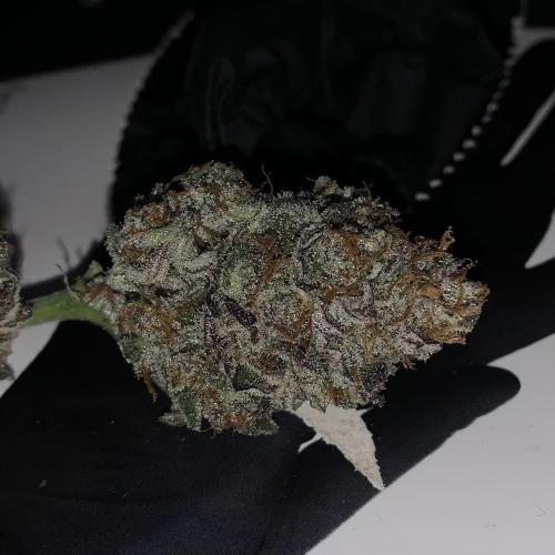 Exodus Cheese (GHSC). Week 11