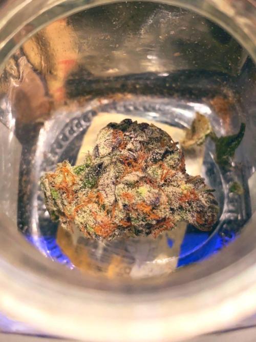 Exodus Cheese (GHSC). Week 11