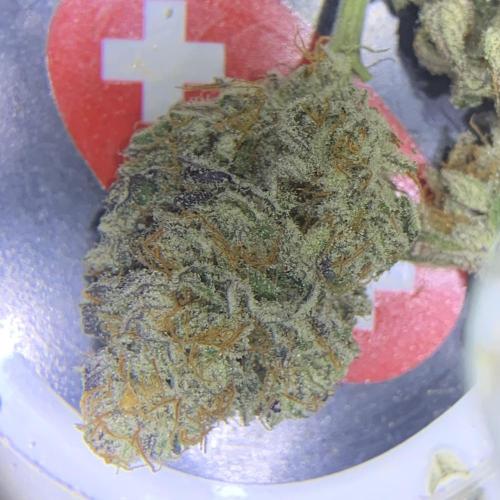 Exodus Cheese. Week 11