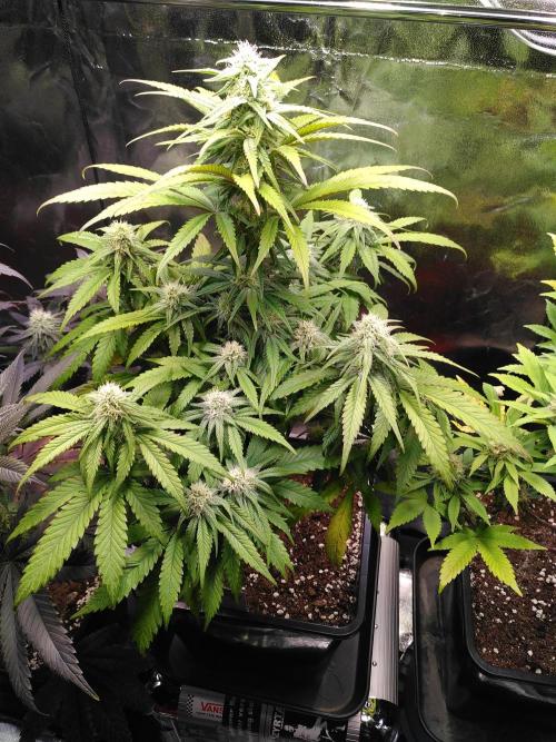 Three Items Of Broccoli - All Indica. Week 10 - Northern Light, day 70