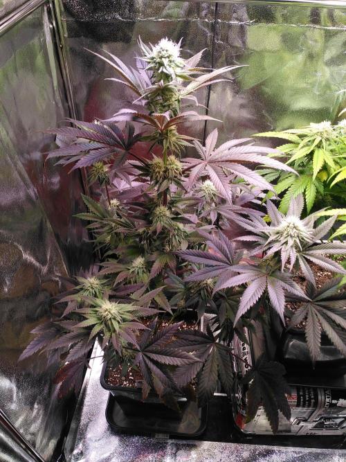 Three Items Of Broccoli - All Indica. Week 10 - Burger Kush, day70