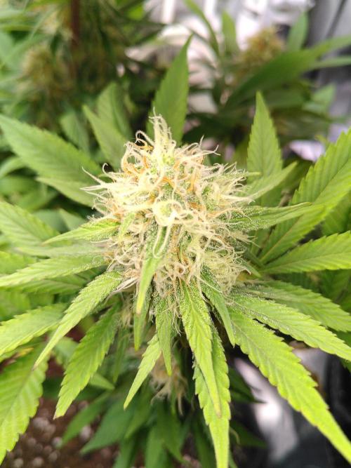 Three Items Of Broccoli - All Indica. Week 10 - SK