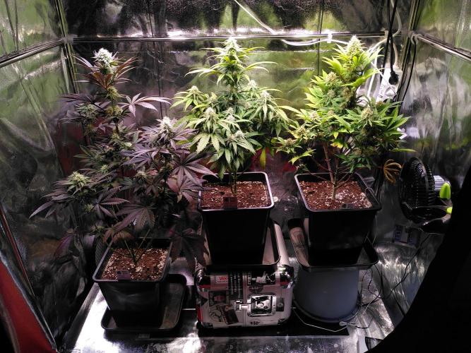 Three Items Of Broccoli - All Indica. Week 10