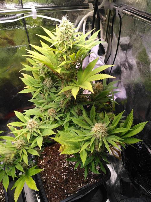 Three Items Of Broccoli - All Indica. Week 10 - Special Kush #1, day 70