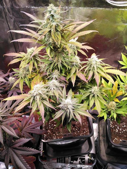 Three Items Of Broccoli - All Indica. Week 11 - Northern Light, day 77