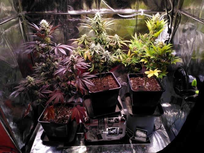 Three Items Of Broccoli - All Indica. Week 11