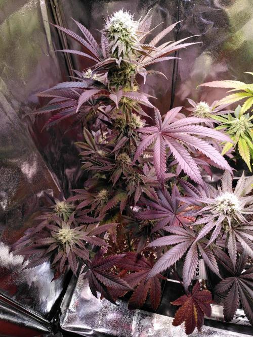 Three Items Of Broccoli - All Indica. Week 11 - Burger Kush, day 77