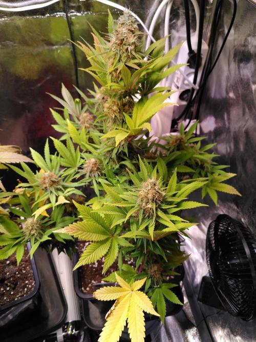 Three Items Of Broccoli - All Indica. Week 11 - Special Kush #1, day 77