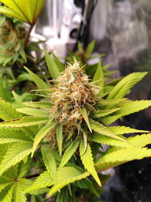 Three Items Of Broccoli - All Indica. Week 11 - SK #1