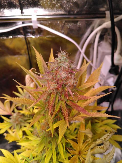 Three Items Of Broccoli - All Indica. Week 12 - SK