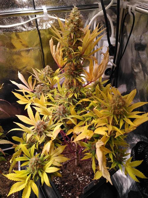 Three Items Of Broccoli - All Indica. Week 12 - Special Kush #1, day 84