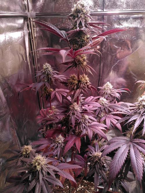 Three Items Of Broccoli - All Indica. Week 13 - Burger Kush, day 91