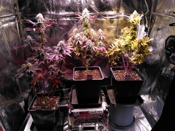 Three Items Of Broccoli - All Indica. Week 13