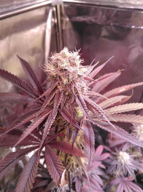 Three Items Of Broccoli - All Indica. Week 13 - BK