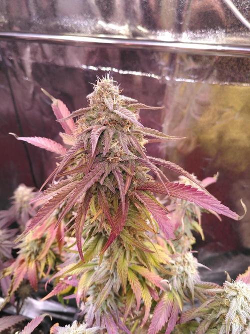 Three Items Of Broccoli - All Indica. Week 13 - NL