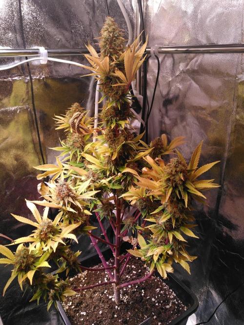 Three Items Of Broccoli - All Indica. Week 13 - Special Kush, day 91