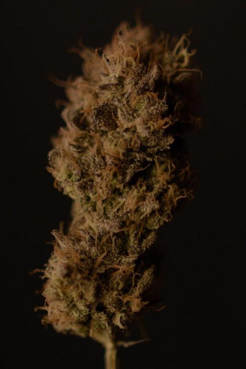 Three Items Of Broccoli - All Indica. Week 14