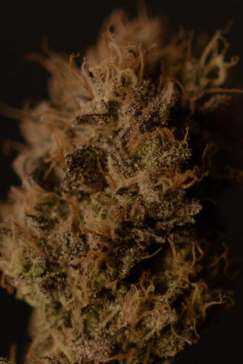 Three Items Of Broccoli - All Indica. Week 14