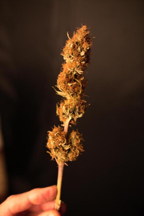 Three Items Of Broccoli - All Indica. Week 14 - Main cola