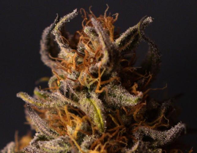 Three Items Of Broccoli - All Indica. Week 14