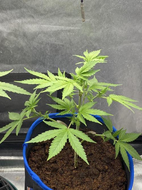 Royal Queen Seeds Sativa Classics. Week 3 - Amnesia Haze catching up 