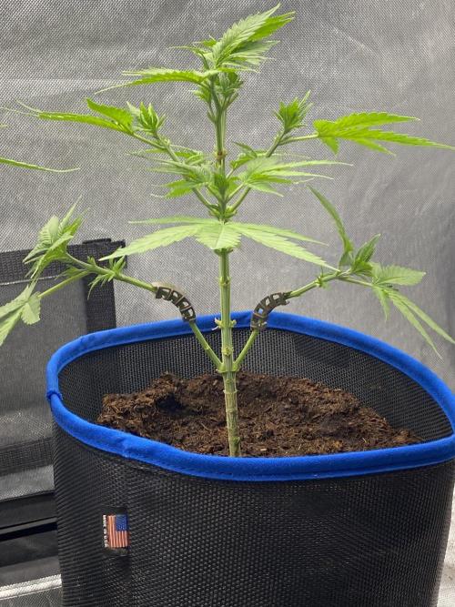 Royal Queen Seeds Sativa Classics. Week 3 - She got LST clips on her lowers