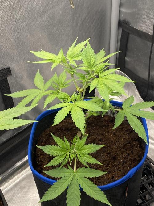 Royal Queen Seeds Sativa Classics. Week 3 - She is going to be a beauty too.