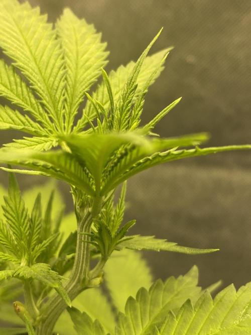 Royal Queen Seeds Sativa Classics. Week 2 - Another close up.