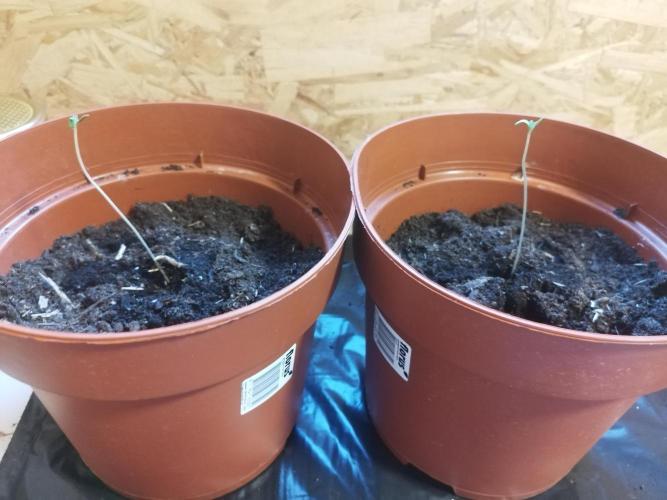 CBD Charlottes Angel. Week 3