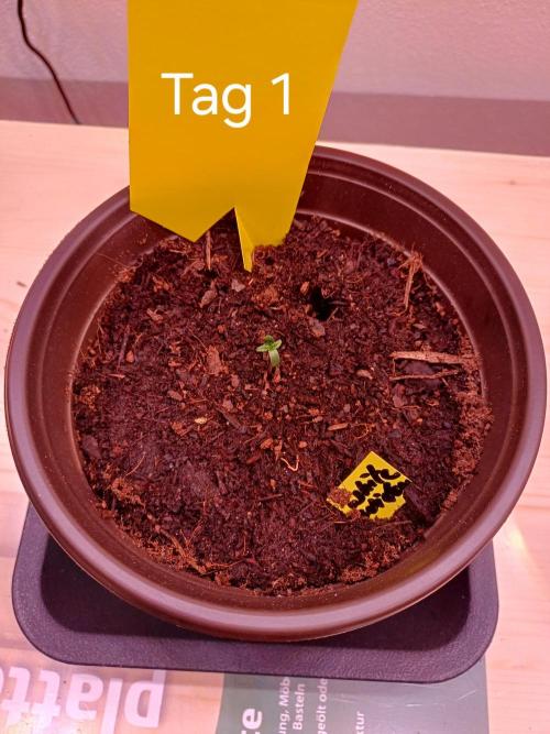 TaranTula. Week 0 - Tag1