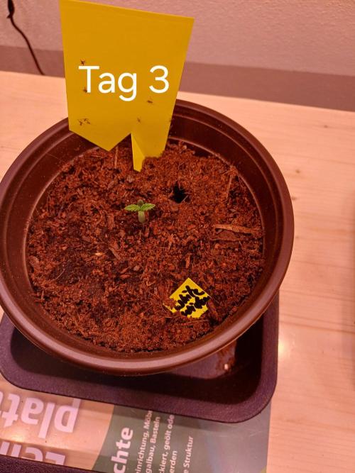 TaranTula. Week 0 - Tag3