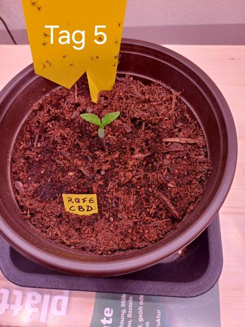 TaranTula. Week 0 - Tag5