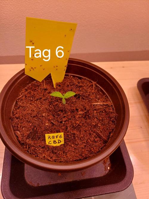 TaranTula. Week 0 - Tag6