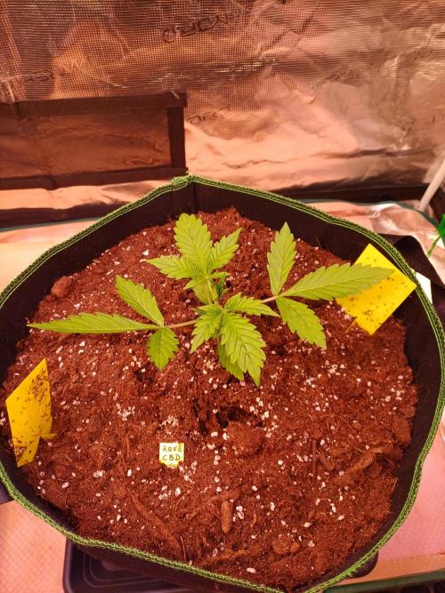 TaranTula. Week 2 - Dirigieren...
Low-Stress-Training