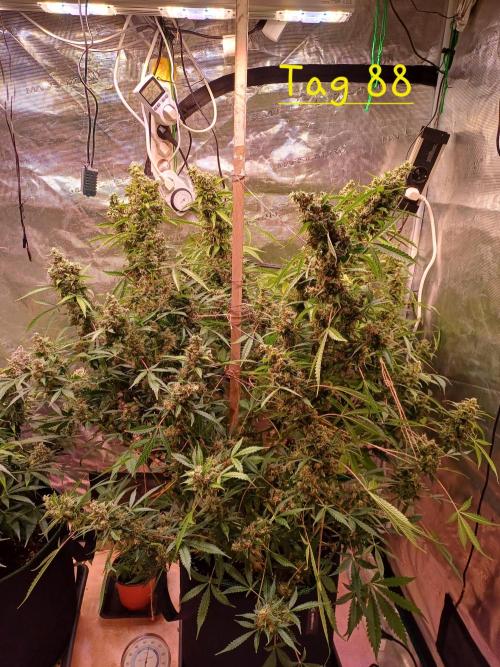 Fast Eddy Automatic CBD. Week 12
