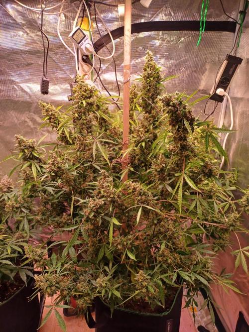 Fast Eddy CBD. Week 13