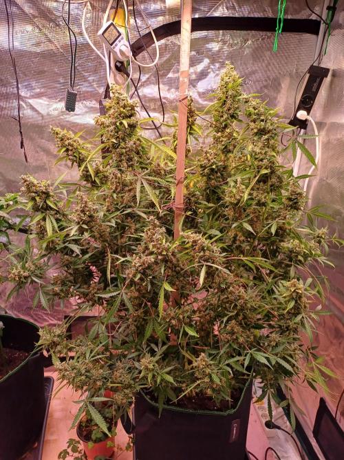 Fast Eddy CBD. Week 13