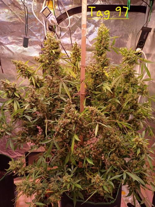 Fast Eddy CBD. Week 13